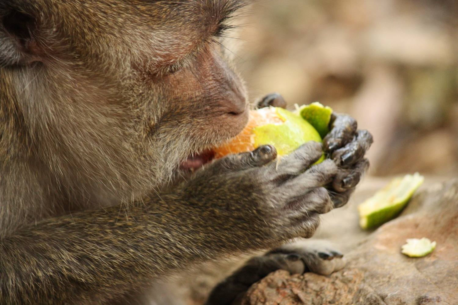Monkey eating an Orange – Sayonara Pushek
