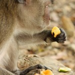 IMG_3474 (1000x1500)